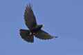 Альпийская галка фото (Pyrrhocorax graculus) - изображение №2135 onbird.ru.<br>Источник: www.birdphoto.org.uk